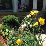 Profile Picture of maureen (@maureendrumm) on Instagram