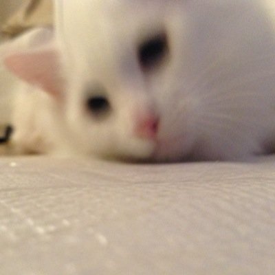 Profile Picture of Matt Tsui (@anolifer) on Twitter