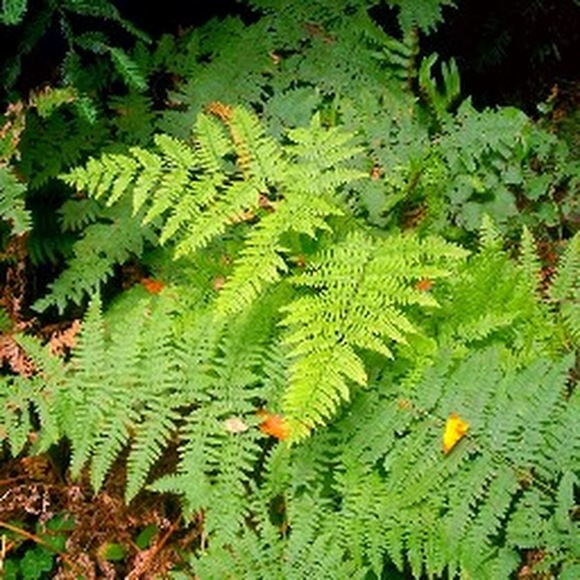 Profile Picture of Chris Willingham (@sizzlesales) on Poshmark