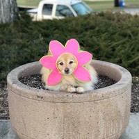 Profile Picture of Caesar Valdivia (@caesar-valdivia) on Quora