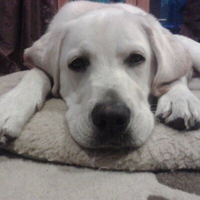 Profile Picture of Sandra Peters (@PetersOrchard) on Twitter