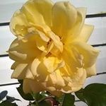 Profile Picture of Rachel Sisson (@rsisson214) on Instagram