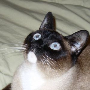 Profile Picture of Shannon Fansler (@woodchucknay) on Myspace