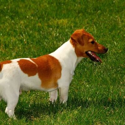 Profile Picture of Ray Pena (@happyrays) on Twitter