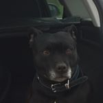 Profile Picture of charlotte (@dobbs999) on Instagram