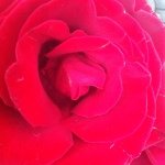 Profile Picture of c  a n d a c e 🌺 (@candanceshecker) on Instagram