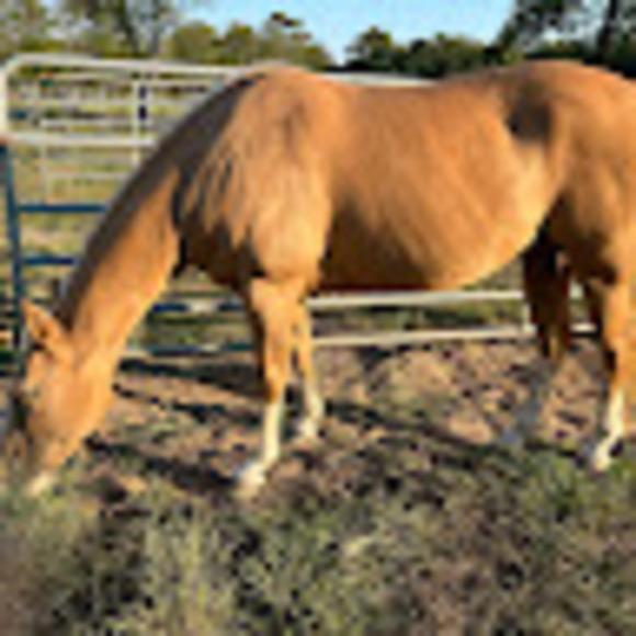 Profile Picture of Janet Keller (@blazinkeller) on Poshmark