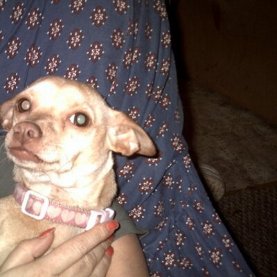 Profile Picture of Matt Roy Rangel (@petlovers5) on Twitter