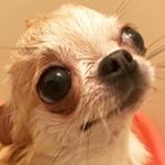 Profile Picture of Clara Dittmar (@claradartt) on Instagram