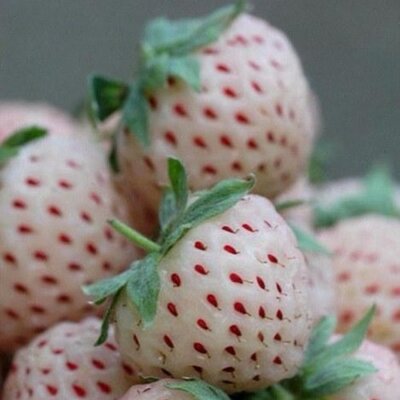 Profile Picture of Kate Bruno (@katie_bru) on Twitter