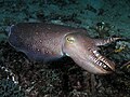 Profile Picture of Coleoidea - Wikipediaon Wikipedia