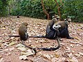 Profile Picture of Boabeng-Fiema Monkey Sanctuaryon Wikipedia