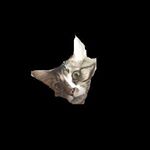 Profile Picture of Sean Conover (@cordycepscordyceps) on Instagram