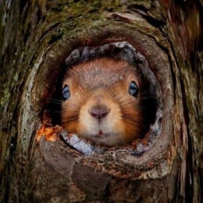 Profile Picture of Paula Bergman (@pibdyb) on Twitter