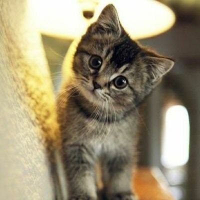 Profile Picture of Pusa Nyong Lahat🐈🐈 (@AlexanderBrix2) on Twitter