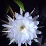 Profile Picture of Jody Bradley (@jodybradleyart) on Instagram