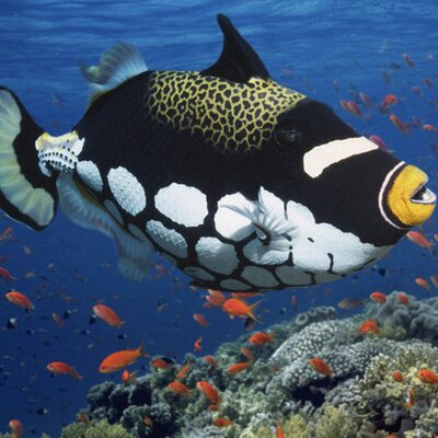 CHRISTOPHER KOGLER - Twitter Profile Picture of CHRISTOPHER KOGLER (@chzuhfd) on Twitter