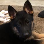Profile Picture of Willie Swift (@willie.samson.swift) on Instagram