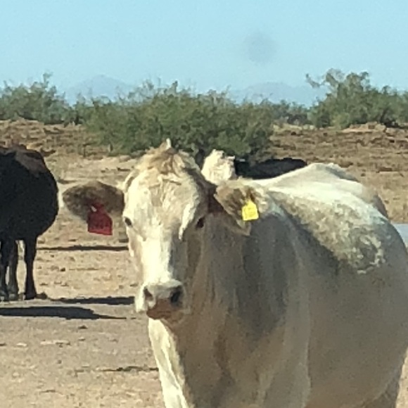 Profile Picture of Fernando Loya (@floya007) on Poshmark