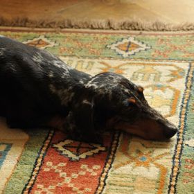 Profile Picture of tasha stamboel (@aestakkula) on Pinterest