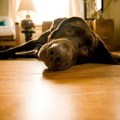 Profile Picture of Cesar Razo (@cesarrazo) on Twitter