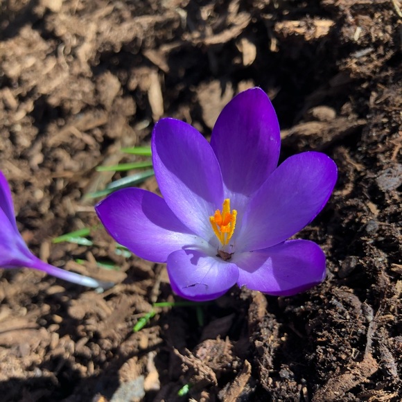 Profile Picture of Elizabeth Hurson (@ehurson) on Poshmark