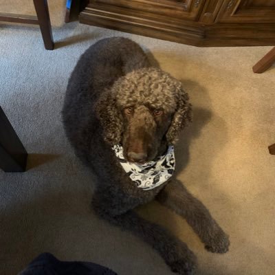 Profile Photo of Theodore Roosevelt Weeks Beck (@poodlepurist) on Twitter