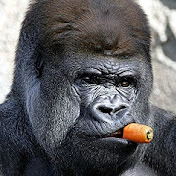 Profile Picture of Michael Levine (@michaellevine656) on Youtube