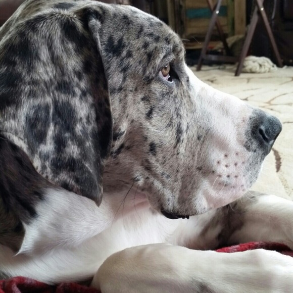 Profile Picture of Cosby Vanslambrouck (@cosbylynn) on Poshmark