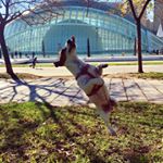 Profile Picture of Matt Russell (@matt_russell_terrier) on Instagram