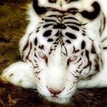 Profile Picture of Terry Sturm (@terrysturm1) on Instagram