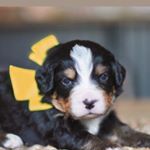 Profile Picture of Lola Lu (@lolalu.the.bernedoodle) on Instagram