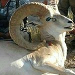 Profile Picture of شکار و شکارچی (@shekarchi.308) on Instagram