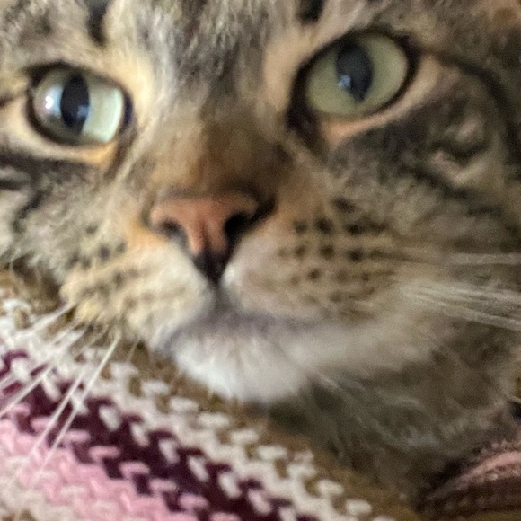 Profile Picture of Magalis Alvarez (@magalisalvarez) on Poshmark