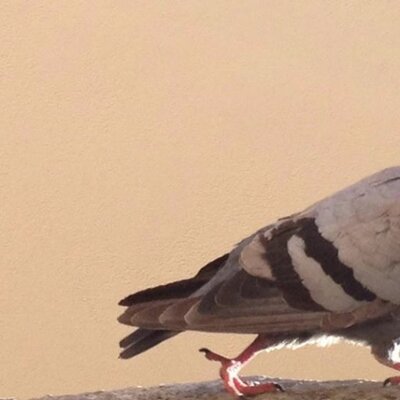 Profile Picture of Dan Piatkowski (@danpiatkowski) on Twitter