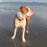 Profile Picture of Theodore Stark Reese (@theo_the_rescue_pit) on Instagram