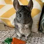 Profile Picture of Patrick The Chinchilla (@patrick_chin7) on Instagram