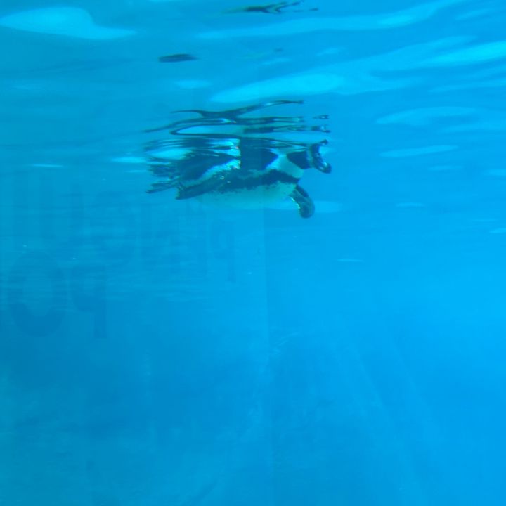 Profile Picture of Genesis Pimentel832 (@segaart0) on Tiktok