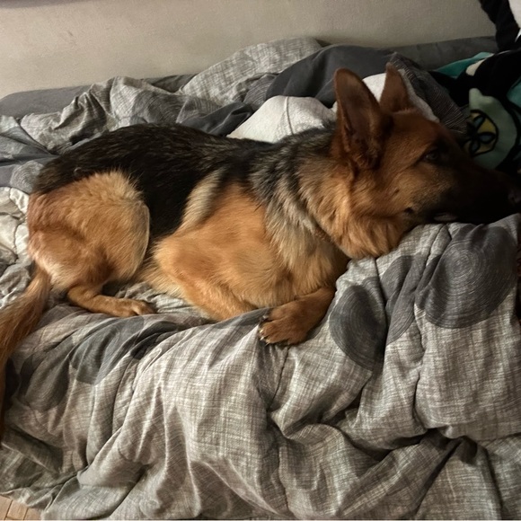 Profile Picture of Lena Croson (@crosonlena) on Poshmark