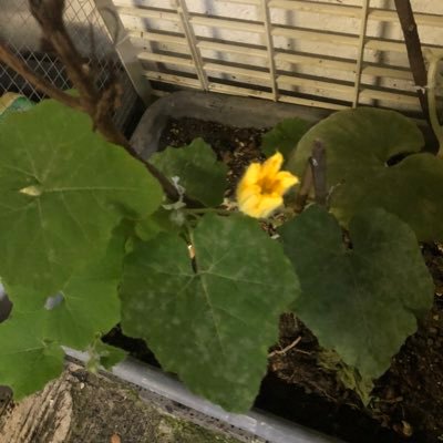 Profile Picture of Kee Kong Sang (@keekongsang2) on Twitter