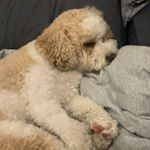 Profile Picture of Rusty Block (@russellbuckets1) on Instagram