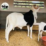 Bergerie Ranéré - Instagram Profile Picture of Bergerie Ranéré (@bergerie_ranere) on Instagram