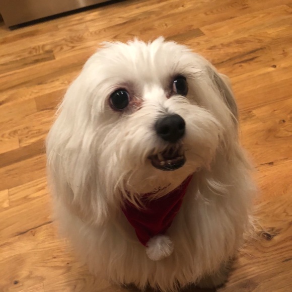 Profile Picture of Stacy Schleier (@ycatss) on Poshmark