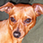 Profile Picture of Gary Fitzsimmons (@roscoe m. pinscher) on Flickr