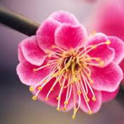 Profile Picture of Jagruti Upadhyay (@9898523293) on Twitter