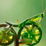 Profile Picture of Guy Apple (@guy apple) on Flickr