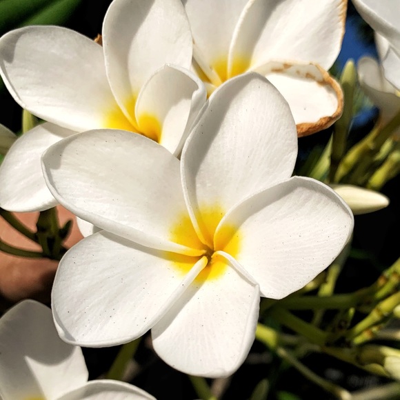 Profile Picture of Kris Benotti (@benotti) on Poshmark