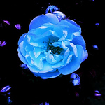 Profile Picture of Paula Tripodi (@ptrip) on Flickr