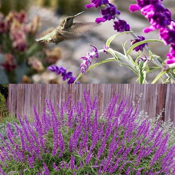 Profile Picture of Kellye French (@bahamanash) on Poshmark