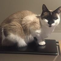 Profile Picture of Peter Medeiros (@peter-medeiros-1) on Quora